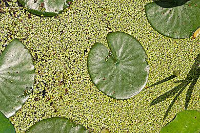 《最后的生还者》PC版奇葩Bug：艾利倒挂旋转